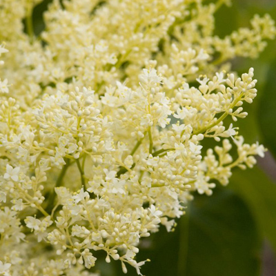 Japanese Snowdance Lilac (15 Gal)