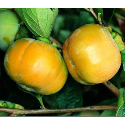 PERSIMMON, FUYU JIRO 10 GALLON