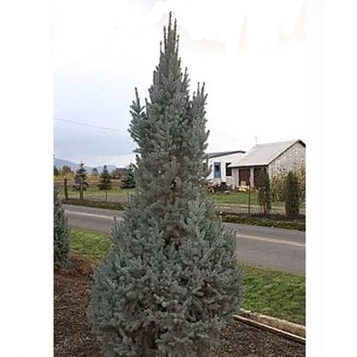 columnar blue spruce