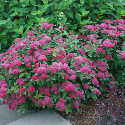 SPIREA, DOUBLE PLAY DOOZIE 3-5 G