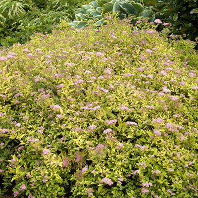 SPIREA, LIMEMOUND 2 GAL