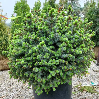 SPRUCE, SITKA PAPOOSE 5 GALLON