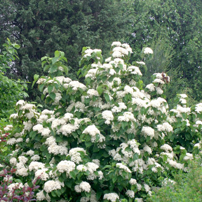 VIBURNUM, CARDINAL CANDY 7 GAL