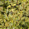 Sunshine Daydream Abelia 3-5G