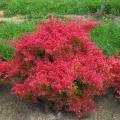 BARBERRY, SUNJOY NEO 2 GAL