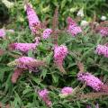 BUTTERFLY BUSH, PUGST PINK 3-5 G