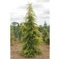 Golden Himalayan Cedar 6'