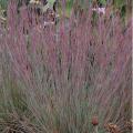 GRASS, JAZZ LITTLE BLUESTEM 2G