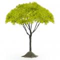 MINI GREEN MAPLE TREE 3.5"H