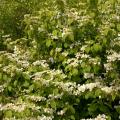 VIBURNUM, SHASTA 7 GALLON