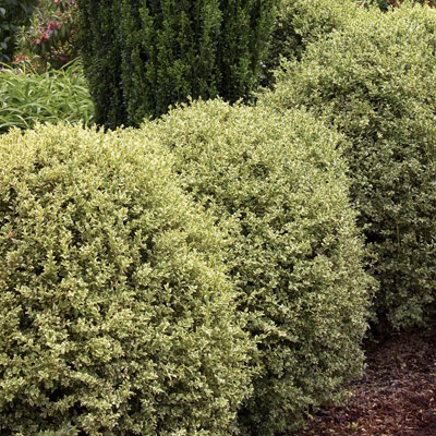 Variegated English Boxwood 42"