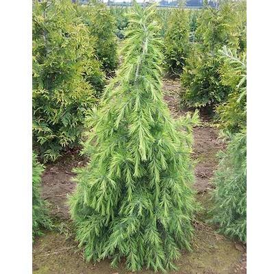 Himalayan Cedar 6'