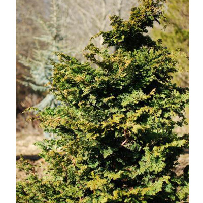 Wells Special False Cypress 3'