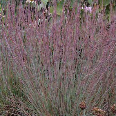 GRASS, JAZZ LITTLE BLUESTEM 2G