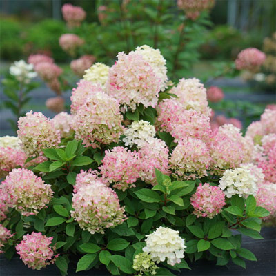 Fire Light Tidbit® Panicle Hydrangea 2G