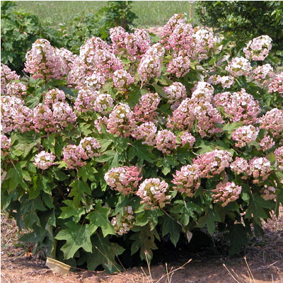 Munchin Oakleaf Hydrangea 3-5G