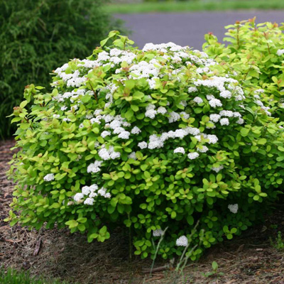 SPIREA, GLOW GIRL 3-5 GAL