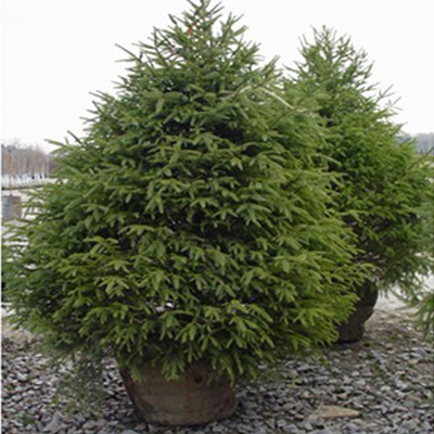 SPRUCE, SERBIAN 10 GALLON