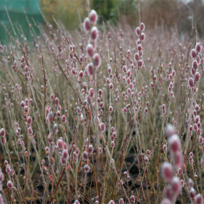 PUSSY WILLOW, MT. ASAMA  2 GAL