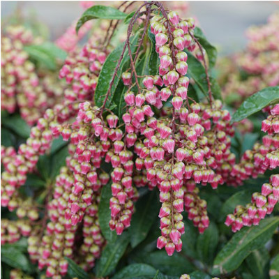 PIERIS PROVEN WINNERS