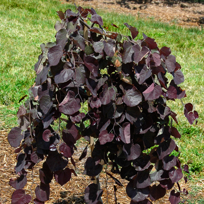 REDBUD ORNAMENTAL