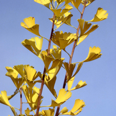 GINKGO