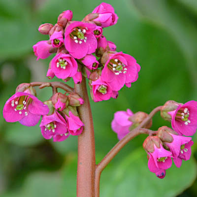 BERGENIA