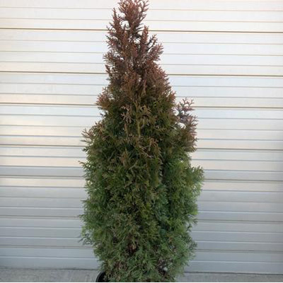 ARBORVITAE, SLENDER GIANT 7G