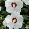 Red Heart Rose of Sharon 'Althea' Tree 3-5 gal