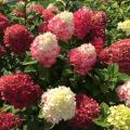 Little Lime Punch® Panicle Hydrangea 5G