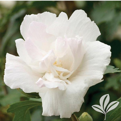 Double White Rose of Sharon 'Althea' Tree 10G