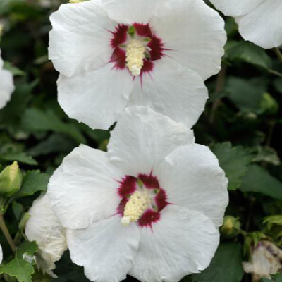 Red Heart Rose of Sharon 'Althea' Tree 5G