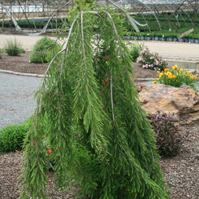 Falling Waters Bald Cypress (10 Gal)