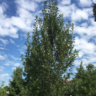 BLACK GUM, GREEN GABLE 7 GAL