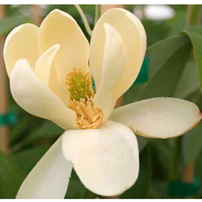 MAGNOLIA, MOONGLOW CLUMP 7G