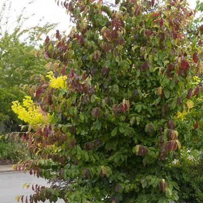 PARROTIA, PERSICA 15 G