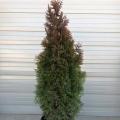 ARBORVITAE, SLENDER GIANT 5G