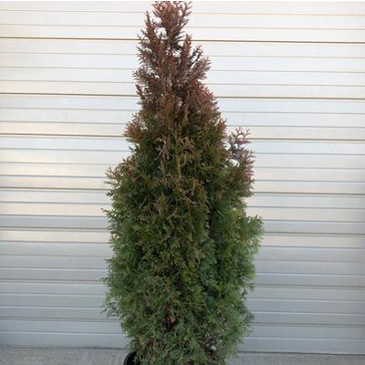 Slender Giant Arborvitae 5G