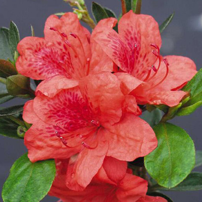 'Girard's Fashion' Azalea  