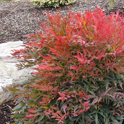 NANDINA, TUSCAN FLAME 3-5 GALLON