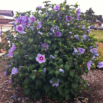 Blue Angel Rose of Sharon 'Althea' 2G