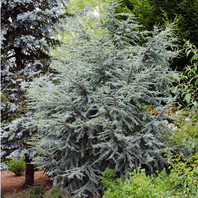 Hortsmann Blue Atlas Cedar 36"