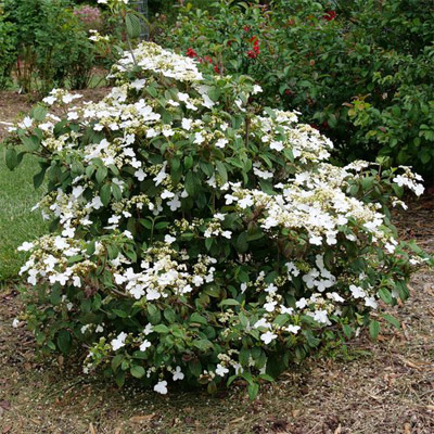 VIBURNUM, STEADY EDDY 2G