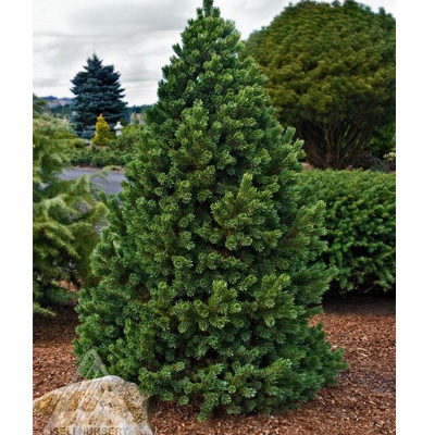 PINE, BRISTLECONE FORMAL FRM 15G