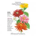 ZINNIA CACTUS FLOWER BLEND