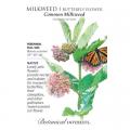 MILKWEED COMMON