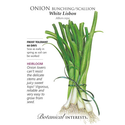 ONION BUNCHING WHITE LISBON