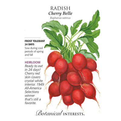 RADISH CHERRY BELLE