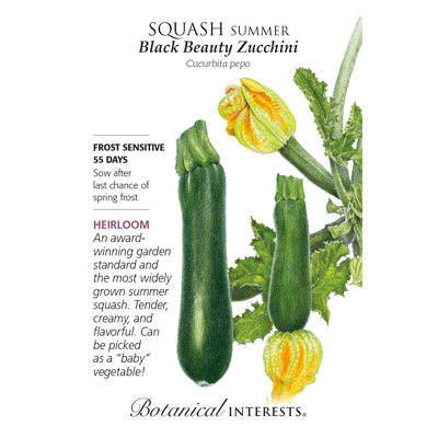 SQUASH SUMMER BLACK BEAUTY