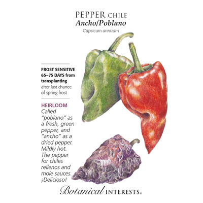 PEPPER CHILE ANCHO / POBLANO